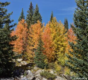 bright aspen - 27 September 2025