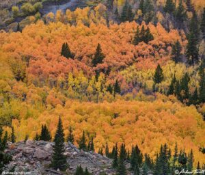 the forest where it happened - 27 September 2025