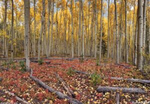 aspen grove - 28 September 2025