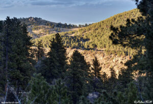 evening light - 18 January 2026