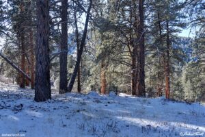 winter forest - 19 January 2026