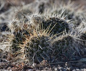 prickly pear cactus - january 30 2026