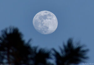 moon above the forest - january 30 2026