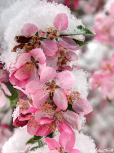 blossom and snow