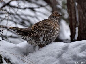 snow dusky grouse April 17 2026