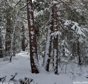snow forest April 17 2026