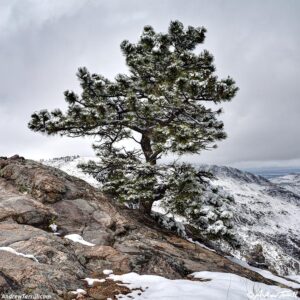 snow lone ponderosa pine April 17 2026