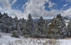 snow forest April 17 2026