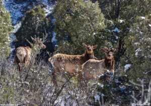snow elk April 18 2026