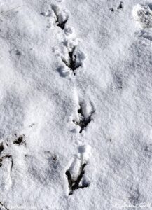 snow turkey prints 18 2026