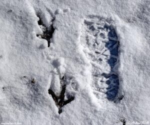 snow turkey prints 18 2026