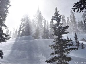 spindrift in the forest - 7 march 2026