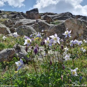 solstice walk columbines june 2026