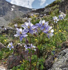 solstice walk columbines june 2026