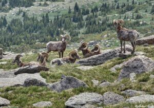 solstice walk bighorn sheep june 2026