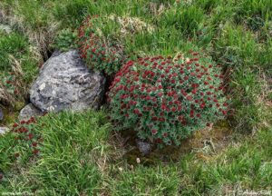 solstice walk kings crown colony june 2026