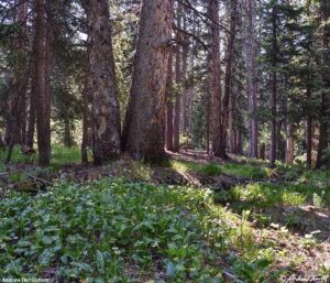solstice walk forest june 2026