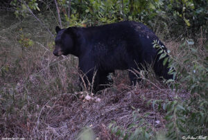 adult black bear - 4 august 2026