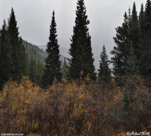 woodland interlude - 10 Oct 2026