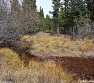woodland interlude - 10 Oct 2026