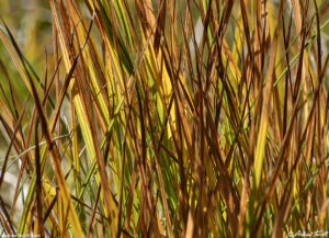 woodland interlude - 10 Oct 2026