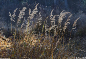 woodland interlude - 10 Oct 2026