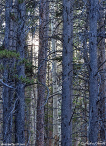 woodland interlude - 10 Oct 2026