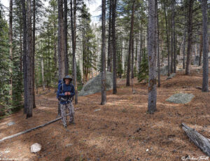 woodland interlude - 11 Oct 2026