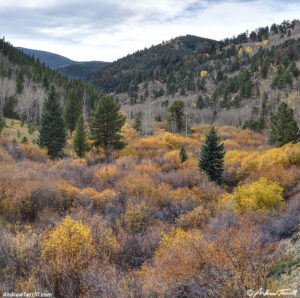woodland interlude - 11 Oct 2026